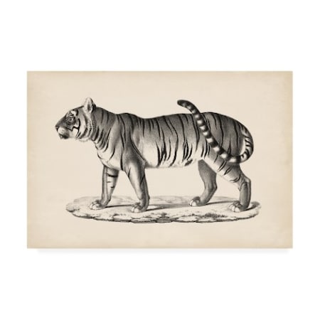 Brodtmann 'Brodtmann Male Tiger' Canvas Art,16x24